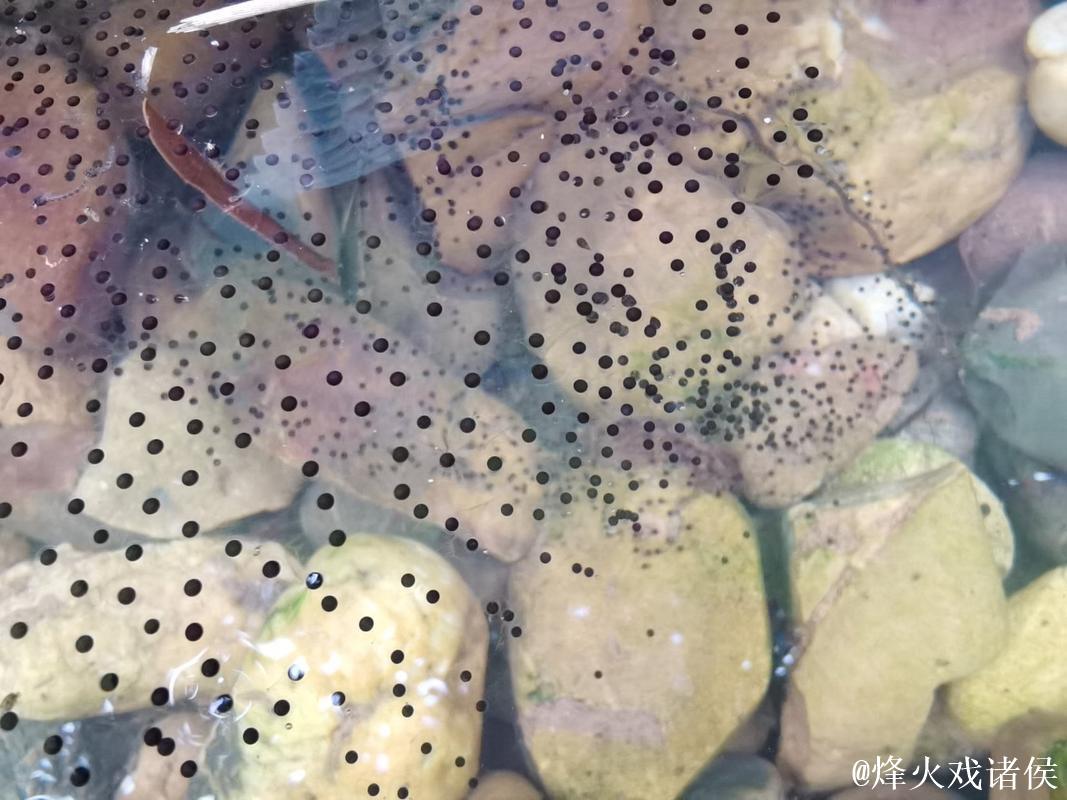 蝌蚪蚪窝视频免费