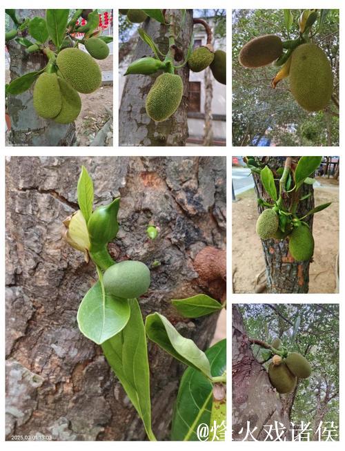 探索菠萝蜜菠萝蜜视频的精彩世界 探索菠萝蜜菠萝蜜视频的精彩世界