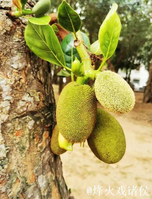 探索菠萝蜜菠萝蜜视频的精彩世界 探索菠萝蜜菠萝蜜视频的精彩世界