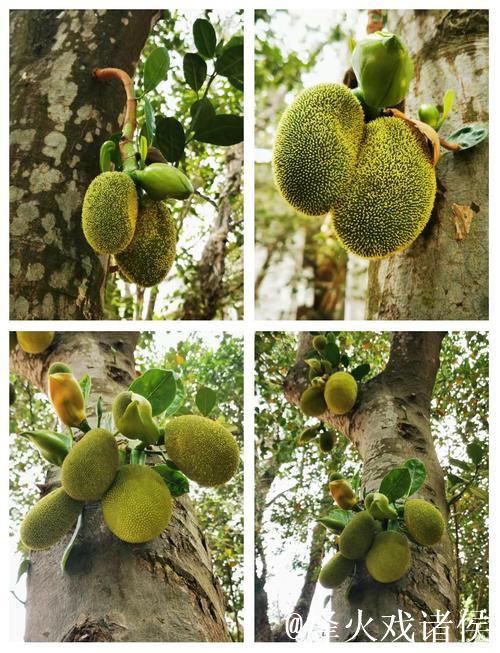 探索菠萝蜜菠萝蜜视频的精彩世界 探索菠萝蜜菠萝蜜视频的精彩世界